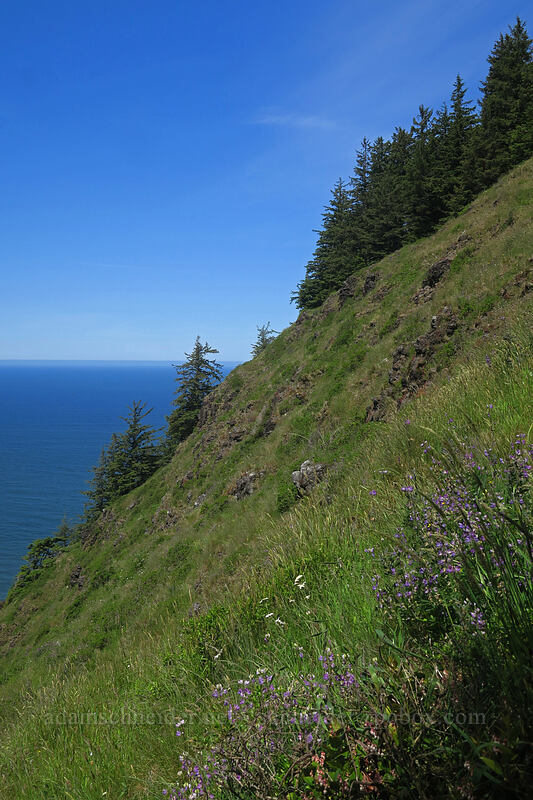 steep hillside [Saint Perpetua Trail, Siuslaw National Forest, Lincoln County, Oregon]