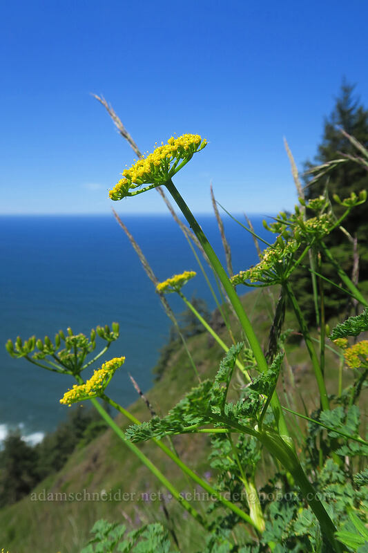 Coast Range desert parsley (Lomatium martindalei) [Whispering Spruce Trail, Siuslaw National Forest, Lincoln County, Oregon]