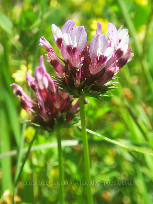 white-tip clover (Trifolium variegatum) [Whispering Spruce Trail, Siuslaw National Forest, Lincoln County, Oregon]