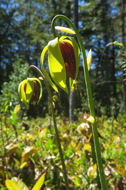 California pitcher plant flowers (Darlingtonia californica) [Darlingtonia State Natural Site, Lane County, Oregon]