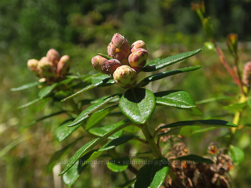 western trapper's tea, budding (Rhododendron columbianum (Ledum columbianum) (Ledum glandulosum)) [Darlingtonia State Natural Site, Lane County, Oregon]