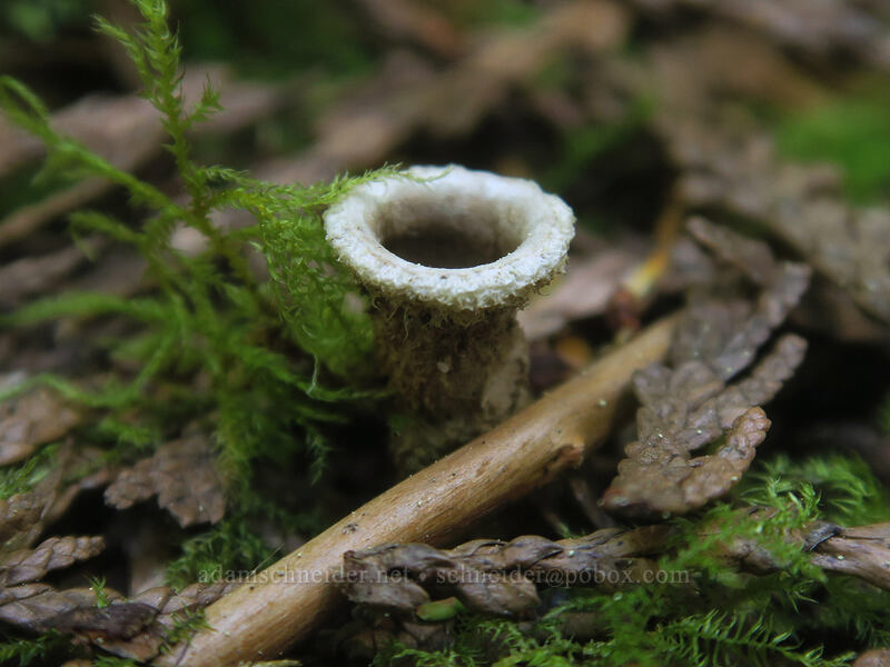 bird's-nest fungus (Nidula sp.) [Darlingtonia State Natural Site, Lane County, Oregon]
