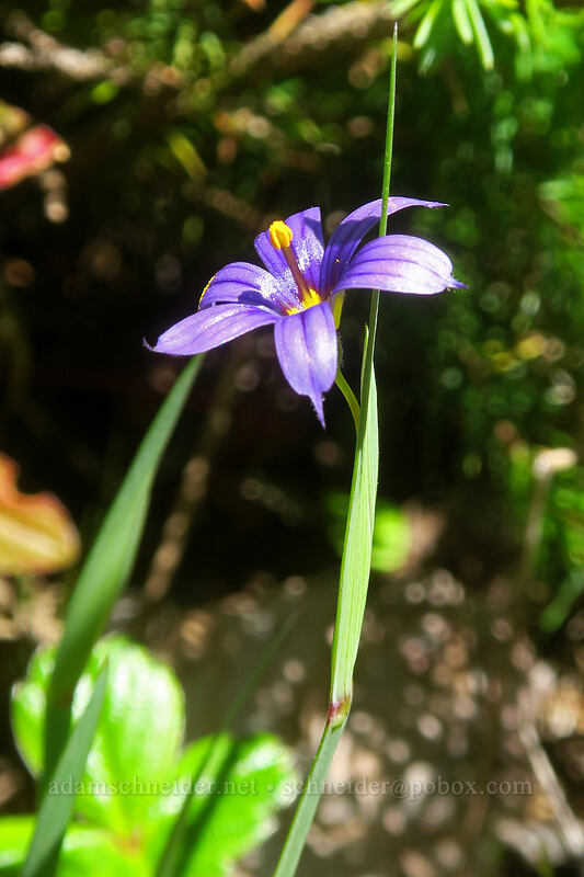 blue-eyed-grass (Sisyrinchium idahoense) [Baker Beach, Siuslaw National Forest, Lane County, Oregon]