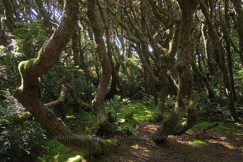 shore pines (Pinus contorta ssp. contorta) [Campground Trail, Carl G. Washburne Memorial State Park, Oregon]