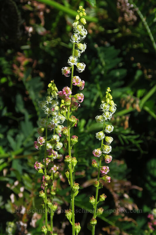 fringe cups (Tellima grandiflora) [Captain Cook Trail, Siuslaw National Forest, Lincoln County, Oregon]