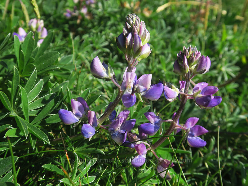 seashore lupine (Lupinus littoralis) [Captain Cook Trail, Siuslaw National Forest, Lincoln County, Oregon]