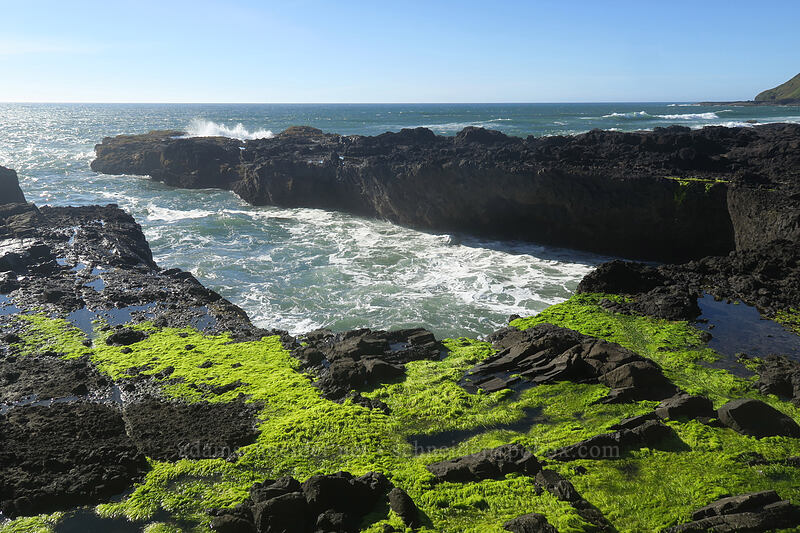 algae & rocky inlet [Cape Perpetua Scenic Area, Siuslaw National Forest, Lincoln County, Oregon]