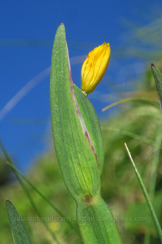 yellow-eyed grass (Sisyrinchium californicum) [Cape Perpetua Scenic Area, Siuslaw National Forest, Lincoln County, Oregon]