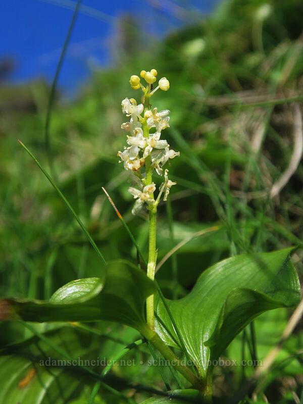 false lily-of-the-valley (Maianthemum dilatatum) [Cape Perpetua Scenic Area, Siuslaw National Forest, Lincoln County, Oregon]