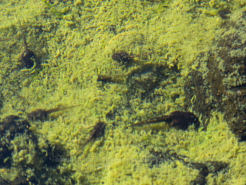 tidepool tadpoles (Pacific chorus frogs) (Pseudacris regilla) [Cape Perpetua Scenic Area, Siuslaw National Forest, Lincoln County, Oregon]