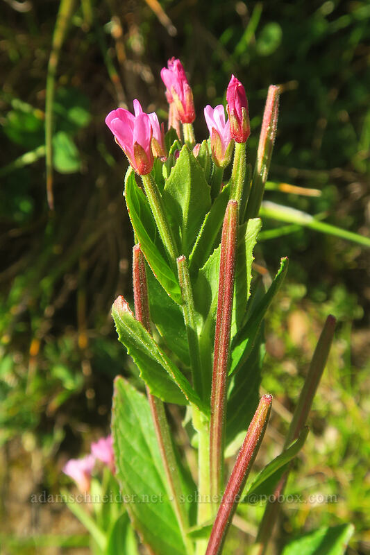 Pacific willow-herb (Epilobium ciliatum ssp. watsonii (Epilobium watsonii)) [Cape Perpetua Scenic Area, Siuslaw National Forest, Lincoln County, Oregon]