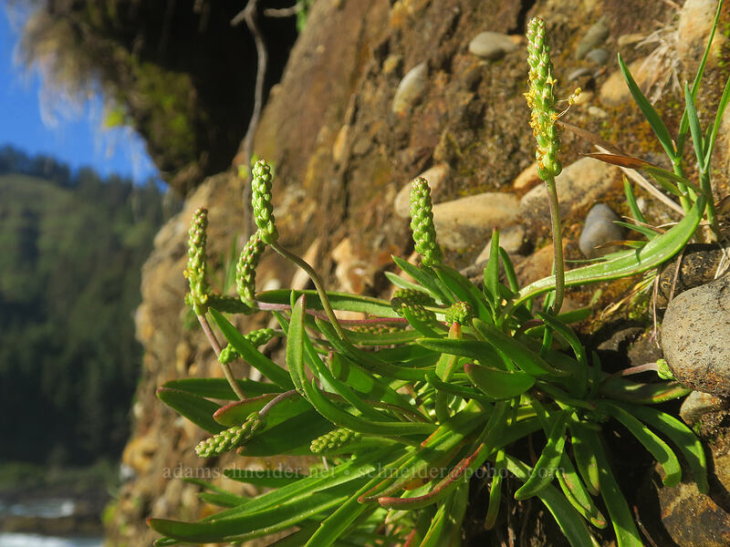 seaside plantain (Plantago maritima (Plantago juncoides)) [Cape Perpetua Scenic Area, Siuslaw National Forest, Lincoln County, Oregon]