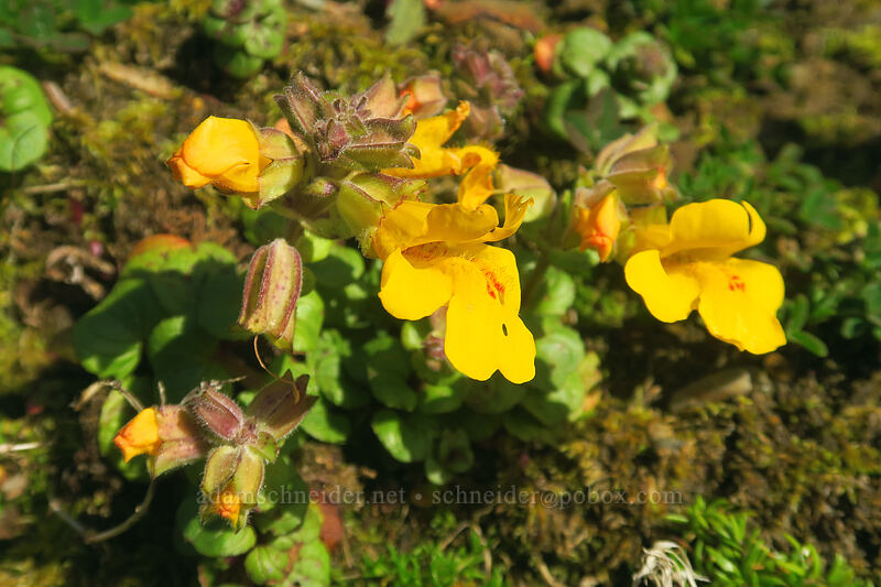 magnificent monkeyflower (Erythranthe grandis (Mimulus grandis)) [Cape Perpetua Scenic Area, Siuslaw National Forest, Lincoln County, Oregon]