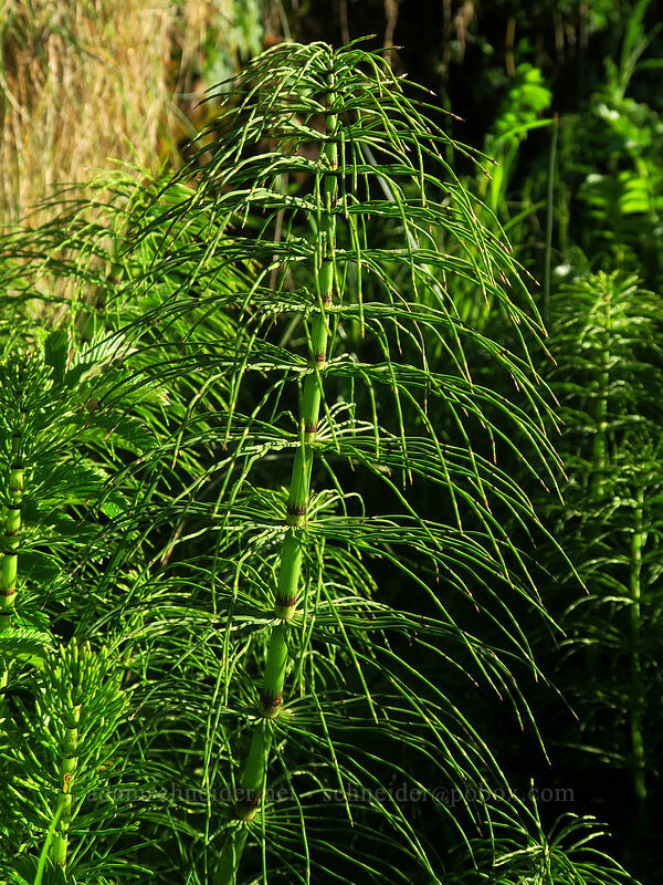 giant horsetails (Equisetum telmateia ssp. braunii) [Cape Perpetua Scenic Area, Siuslaw National Forest, Lincoln County, Oregon]