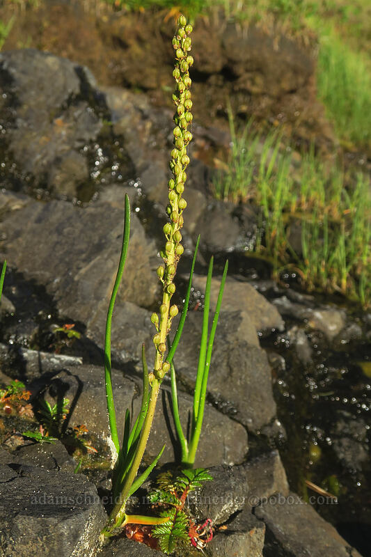 common arrow-grass, going to seed (Triglochin maritima) [Good Fortune Cove, Siuslaw National Forest, Lincoln County, Oregon]
