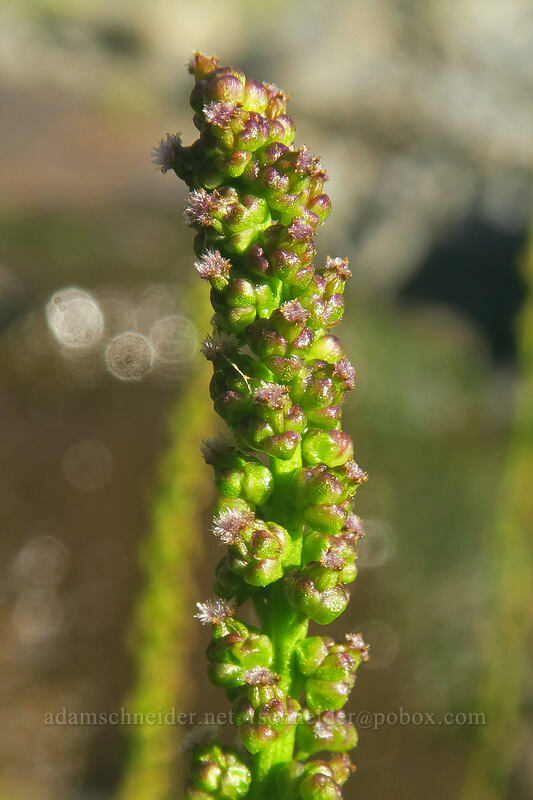 common arrow-grass flowers (Triglochin maritima) [Good Fortune Cove, Siuslaw National Forest, Lincoln County, Oregon]