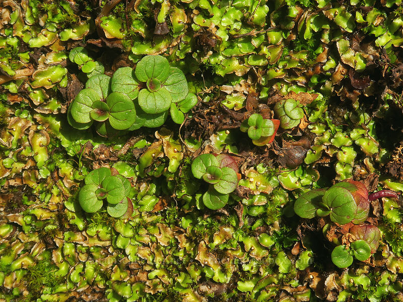 monkeyflower leaves & liverwort (Erythranthe grandis (Mimulus grandis)) [Good Fortune Cove, Siuslaw National Forest, Lincoln County, Oregon]