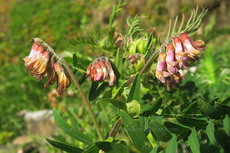 black vetch (Vicia gigantea (Vicia nigricans ssp. gigantea)) [Cape Cove, Siuslaw National Forest, Lincoln County, Oregon]