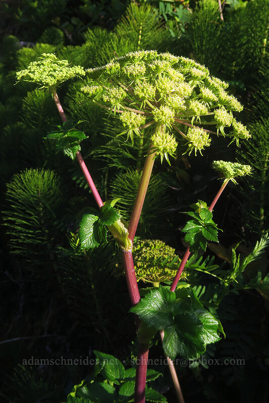 seacoast angelica (sea-watch) (Angelica lucida) [Cape Cove, Siuslaw National Forest, Lincoln County, Oregon]