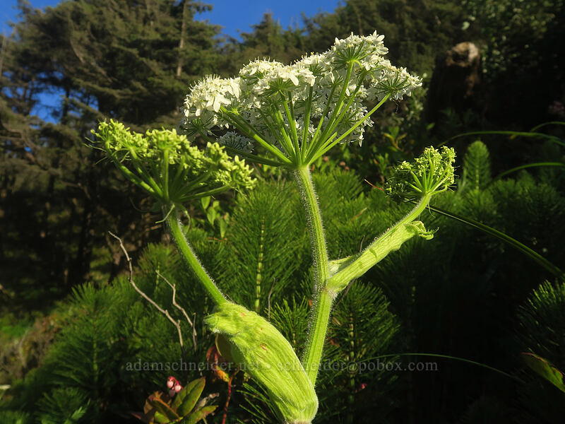 cow parsnip (Heracleum maximum) [Cape Cove, Siuslaw National Forest, Lincoln County, Oregon]