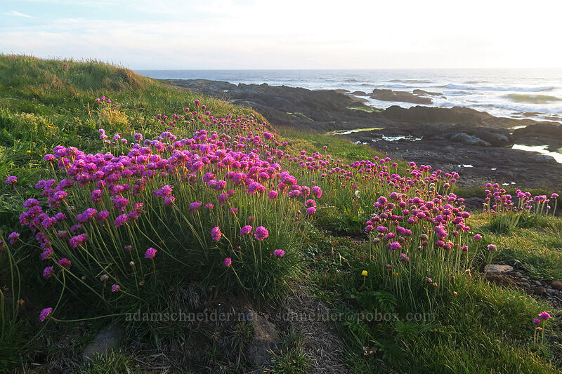 sea-thrift (sea-pink) (Armeria maritima) [Yachats Ocean Road State Natural Site, Yachats, Lincoln County, Oregon]