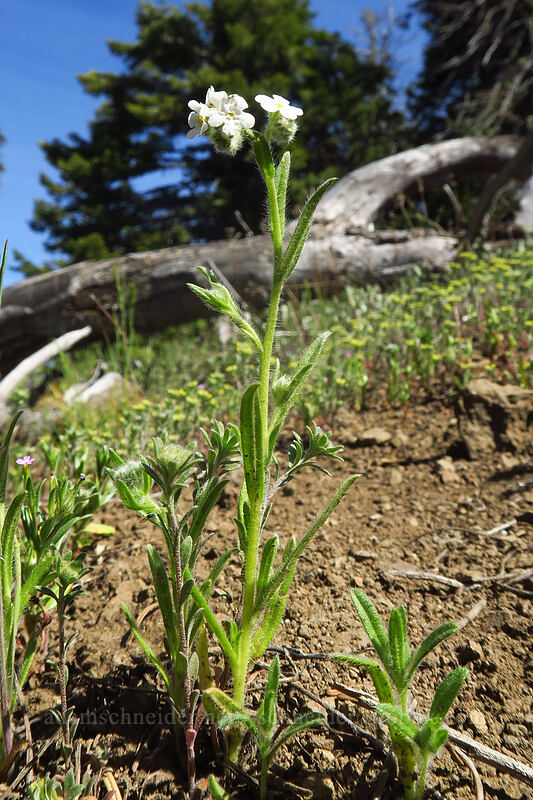 common cryptantha (Cryptantha intermedia) [Pilot Rock Trail, Cascade-Siskiyou National Monument, Jackson County, Oregon]
