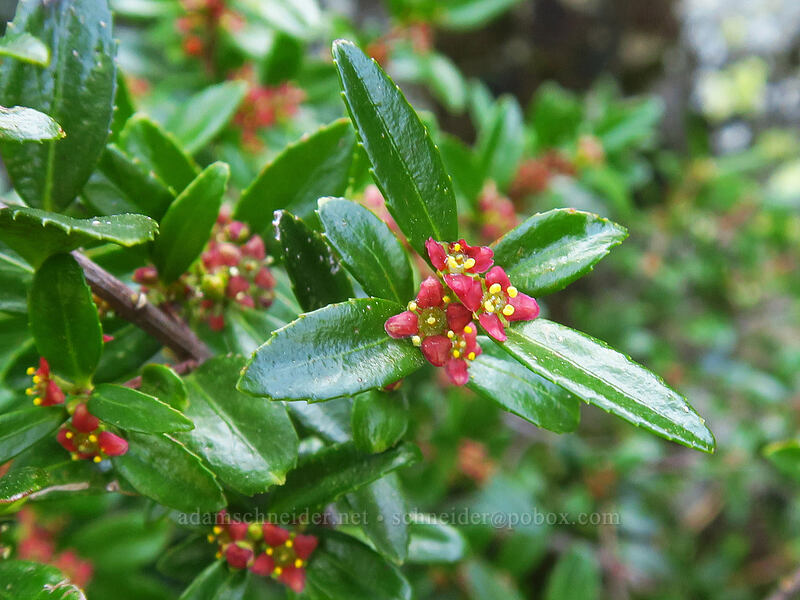 Oregon box-leaf (Paxistima myrsinites) [Pilot Rock Trail, Cascade-Siskiyou National Monument, Jackson County, Oregon]