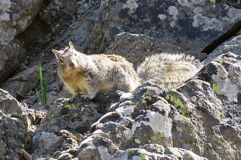 California ground squirrel (Otospermophilus beecheyi (Spermophilus beecheyi)) [Pilot Rock Trail, Cascade-Siskiyou National Monument, Jackson County, Oregon]
