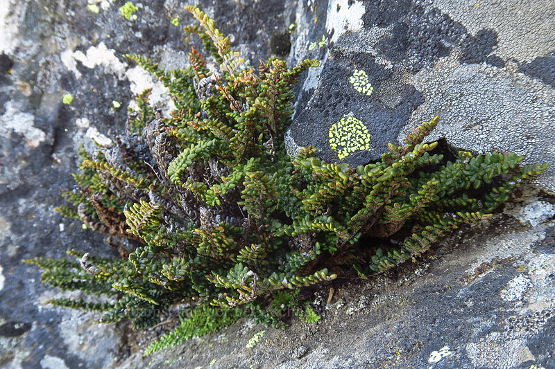 lace-lip fern (Cheilanthes gracillima (Myriopteris gracillima)) [Pilot Rock Trail, Cascade-Siskiyou National Monument, Jackson County, Oregon]