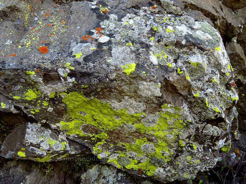 colorful crustose lichen [Pilot Rock Trail, Cascade-Siskiyou National Monument, Jackson County, Oregon]