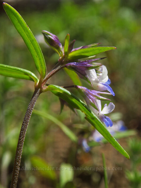 small-flowered blue-eyed-Mary (Collinsia parviflora) [Pilot Rock Trail, Cascade-Siskiyou National Monument, Jackson County, Oregon]