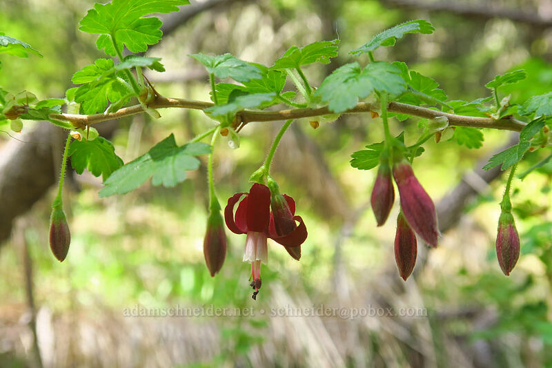 gummy gooseberry flowers (Ribes lobbii (Grossularia lobbii)) [Pilot Rock Trail, Cascade-Siskiyou National Monument, Jackson County, Oregon]
