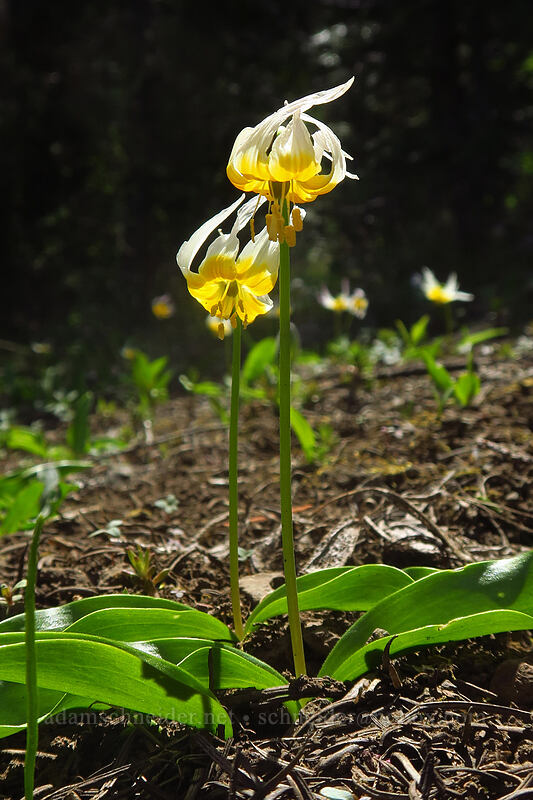 Klamath fawn lilies (Erythronium klamathense) [Pilot Rock Trailhead, Cascade-Siskiyou National Monument, Jackson County, Oregon]