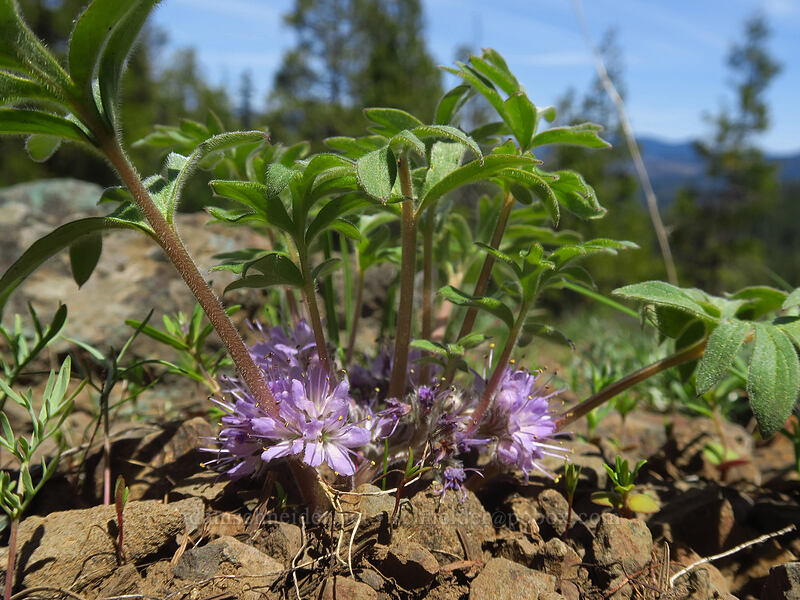 alpine ball-head waterleaf (Hydrophyllum capitatum var. alpinum (Hydrophyllum alpestre)) [Pilot Rock Trailhead, Cascade-Siskiyou National Monument, Jackson County, Oregon]