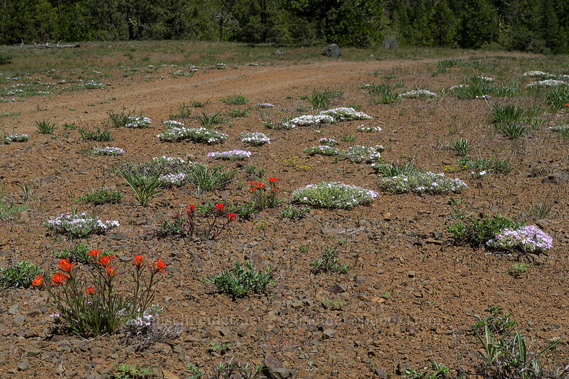 wildflowers [Pilot Rock Trailhead, Cascade-Siskiyou National Monument, Jackson County, Oregon]