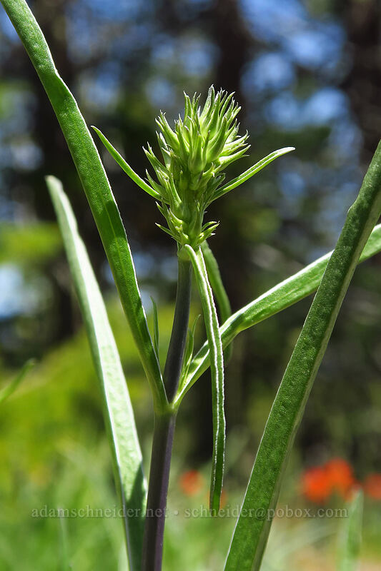 white-stem elkweed, budding (Frasera albicaulis var. nitida (Swertia nitida)) [Pilot Rock Trailhead, Cascade-Siskiyou National Monument, Jackson County, Oregon]