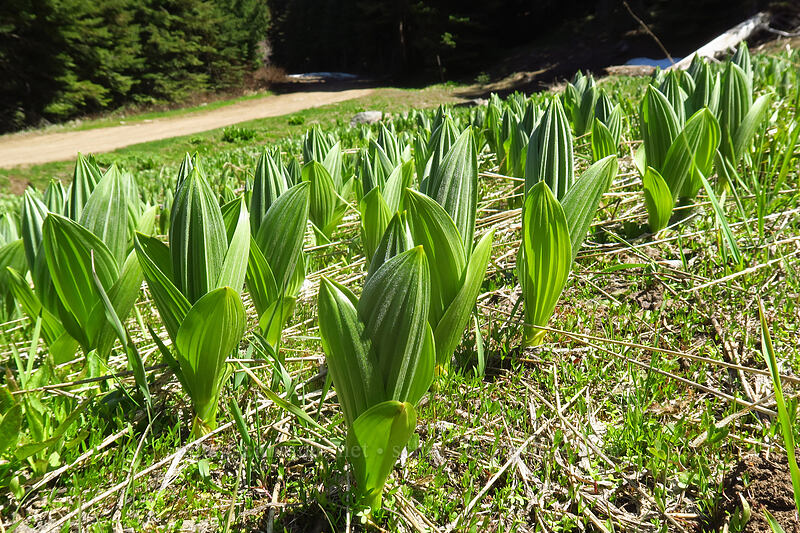 corn lilies (Veratrum californicum) [Soda Mountain Road, Cascade-Siskiyou National Monument, Jackson County, Oregon]