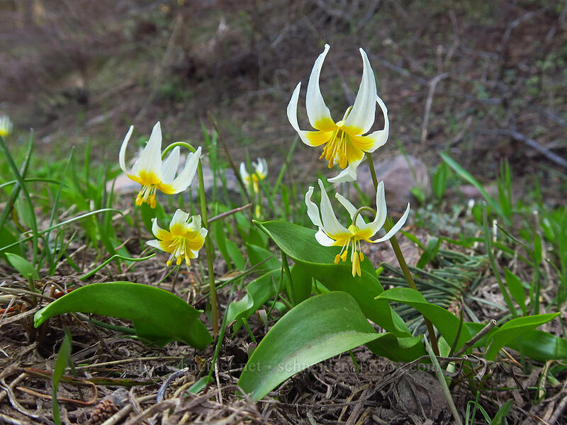 Klamath fawn lilies (Erythronium klamathense) [Soda Mountain Road, Cascade-Siskiyou National Monument, Jackson County, Oregon]