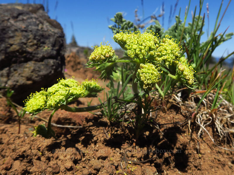 big-seed biscuitroot (Lomatium macrocarpum) [west of the PCT, Soda Mountain Wilderness, Jackson County, Oregon]