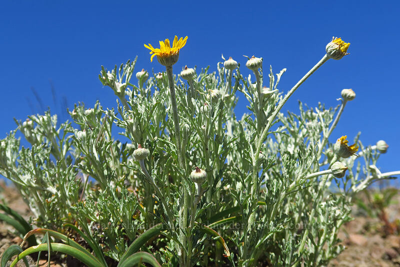 Oregon sunshine (Eriophyllum lanatum) [west of the PCT, Soda Mountain Wilderness, Jackson County, Oregon]
