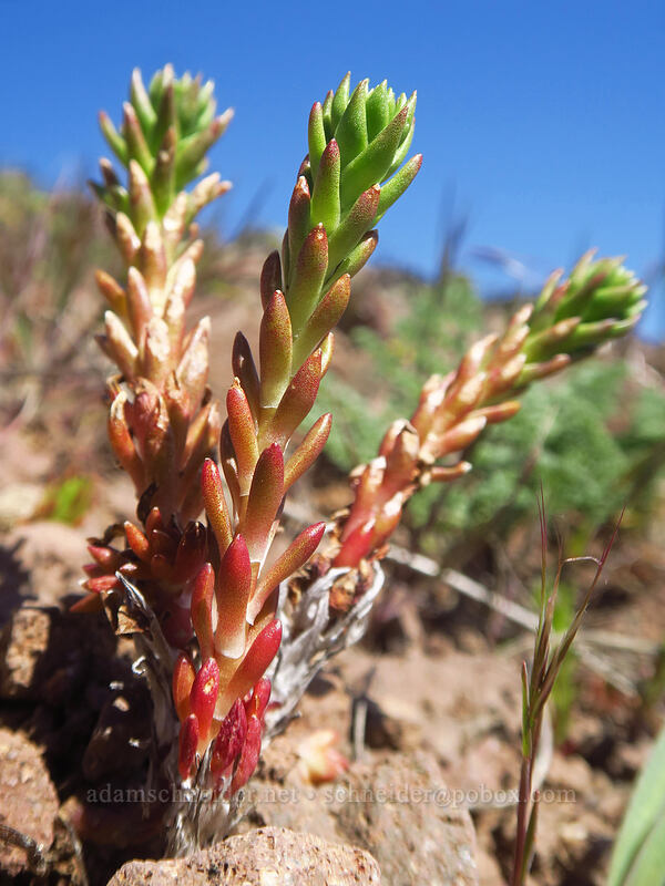 lance-leaf stonecrop (Sedum lanceolatum) [west of the PCT, Soda Mountain Wilderness, Jackson County, Oregon]
