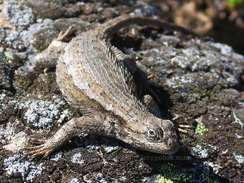 northwestern fence lizard (Sceloporus occidentalis occidentalis) [west of the PCT, Soda Mountain Wilderness, Jackson County, Oregon]