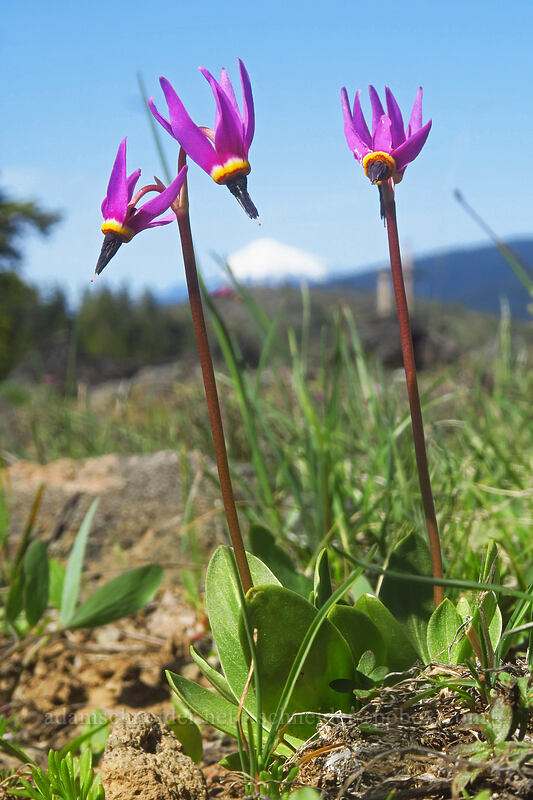 desert shooting stars (Dodecatheon conjugens (Primula conjugens)) [west of the PCT, Soda Mountain Wilderness, Jackson County, Oregon]