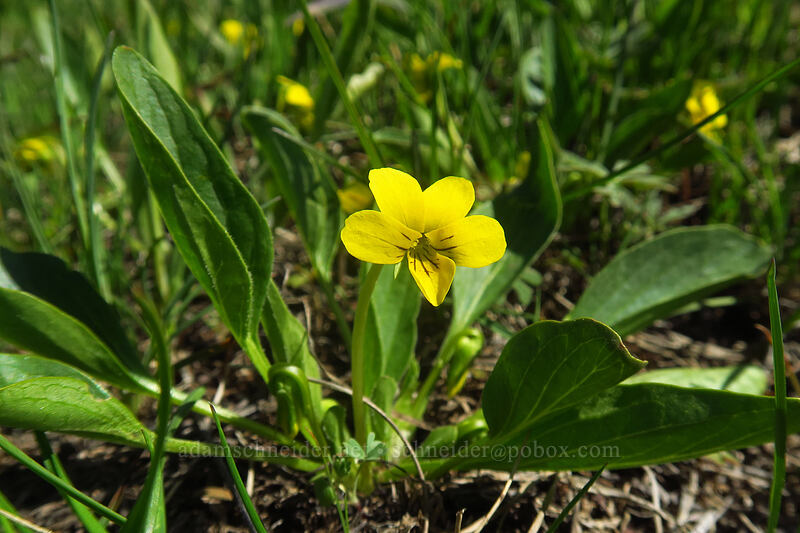 yellow violet (Viola praemorsa (Viola nuttallii var. praemorsa)) [Pacific Crest Trail, Cascade-Siskiyou National Monument, Jackson County, Oregon]