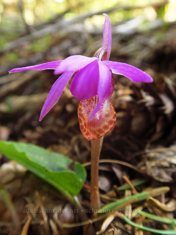 calypso orchid (fairy slipper) (Calypso bulbosa var. occidentalis) [Pacific Crest Trail, Cascade-Siskiyou National Monument, Jackson County, Oregon]