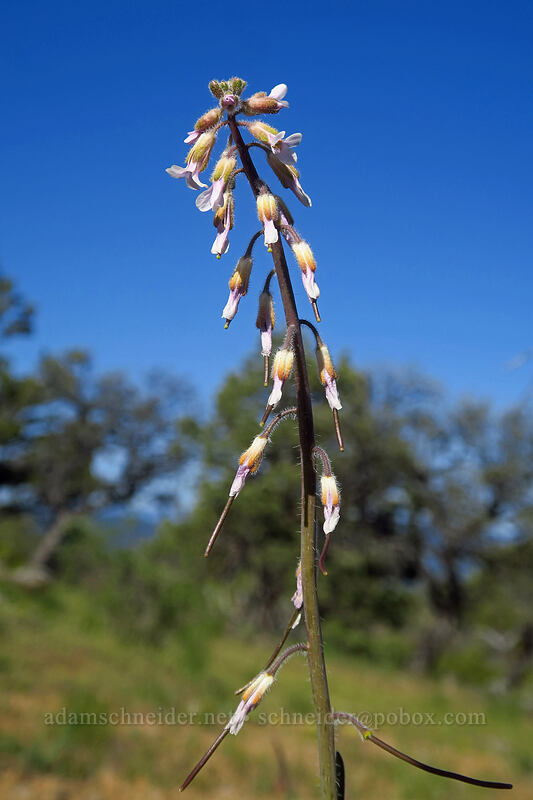 hairy-stem rock-cress (Boechera pauciflora (Arabis sparsiflora var. subvillosa)) [Hobart Bluff, Cascade-Siskiyou National Monument, Jackson County, Oregon]