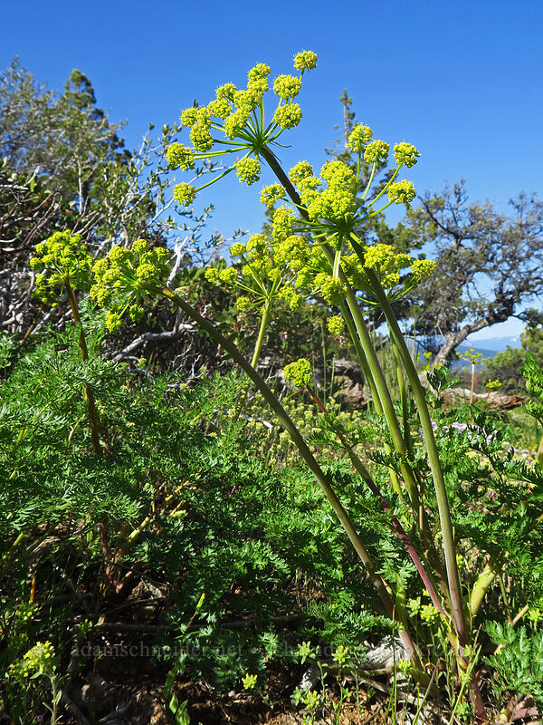 fern-leaf desert parsley (?) (Lomatium dissectum var. dissectum) [Hobart Bluff, Cascade-Siskiyou National Monument, Jackson County, Oregon]