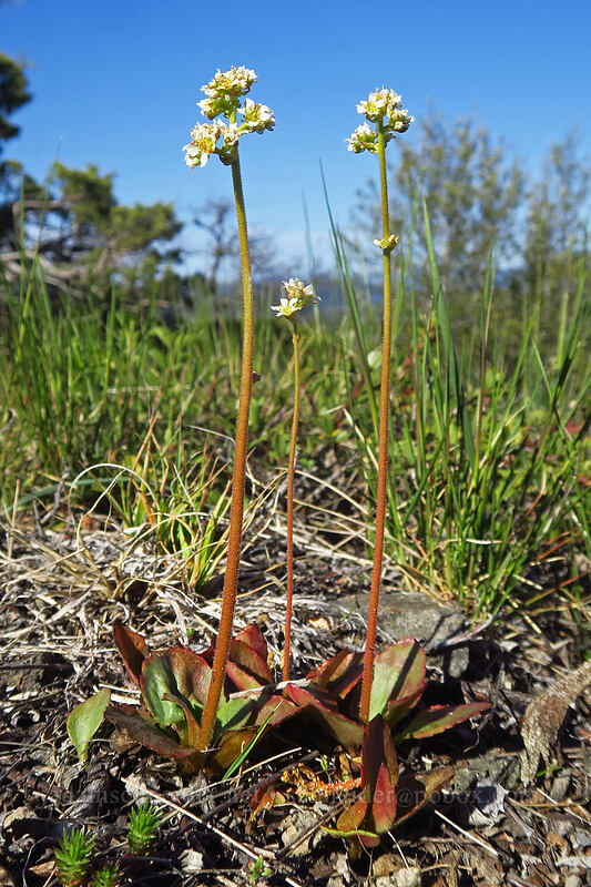 saxifrage (Micranthes sp. (Saxifraga sp.)) [Hobart Bluff Trail, Cascade-Siskiyou National Monument, Jackson County, Oregon]