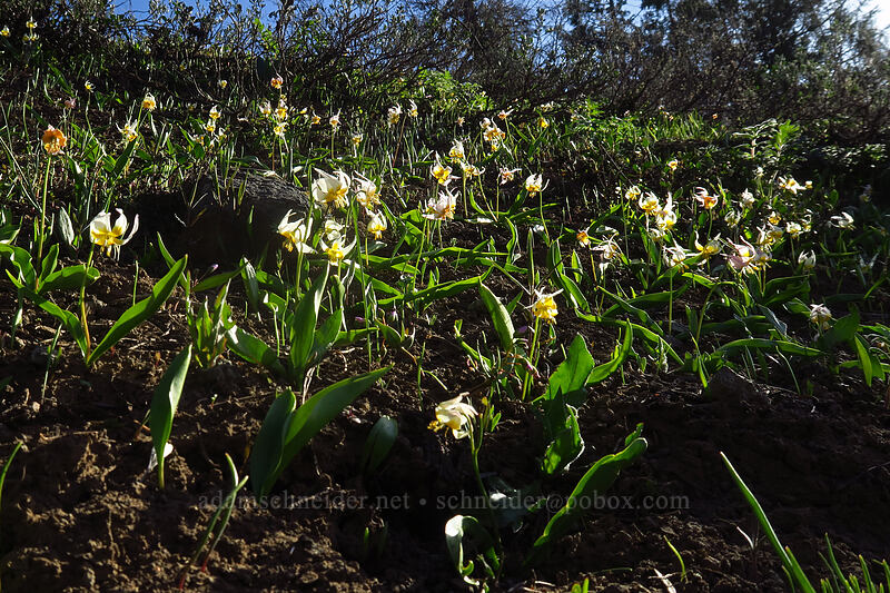 Klamath fawn lilies (Erythronium klamathense) [Hobart Peak, Cascade-Siskiyou National Monument, Jackson County, Oregon]