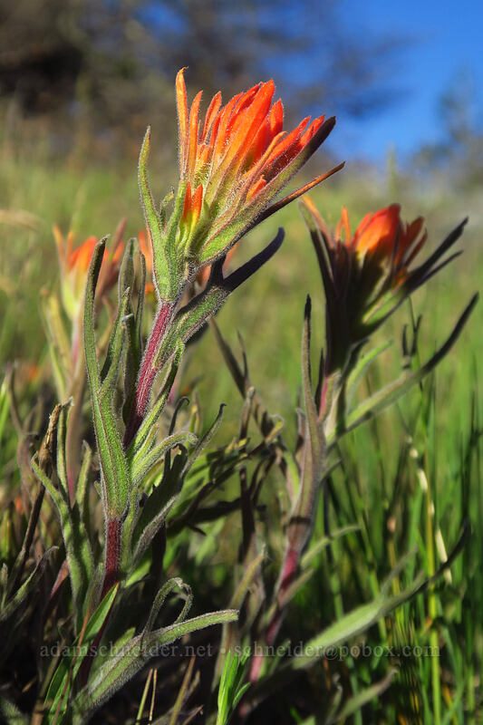 frosted paintbrush (Castilleja pruinosa) [Hobart Peak, Cascade-Siskiyou National Monument, Jackson County, Oregon]